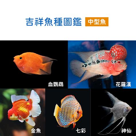 總格33男 寵物魚種類